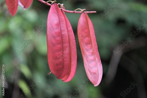 Photo of  Tara spinosa plant photo