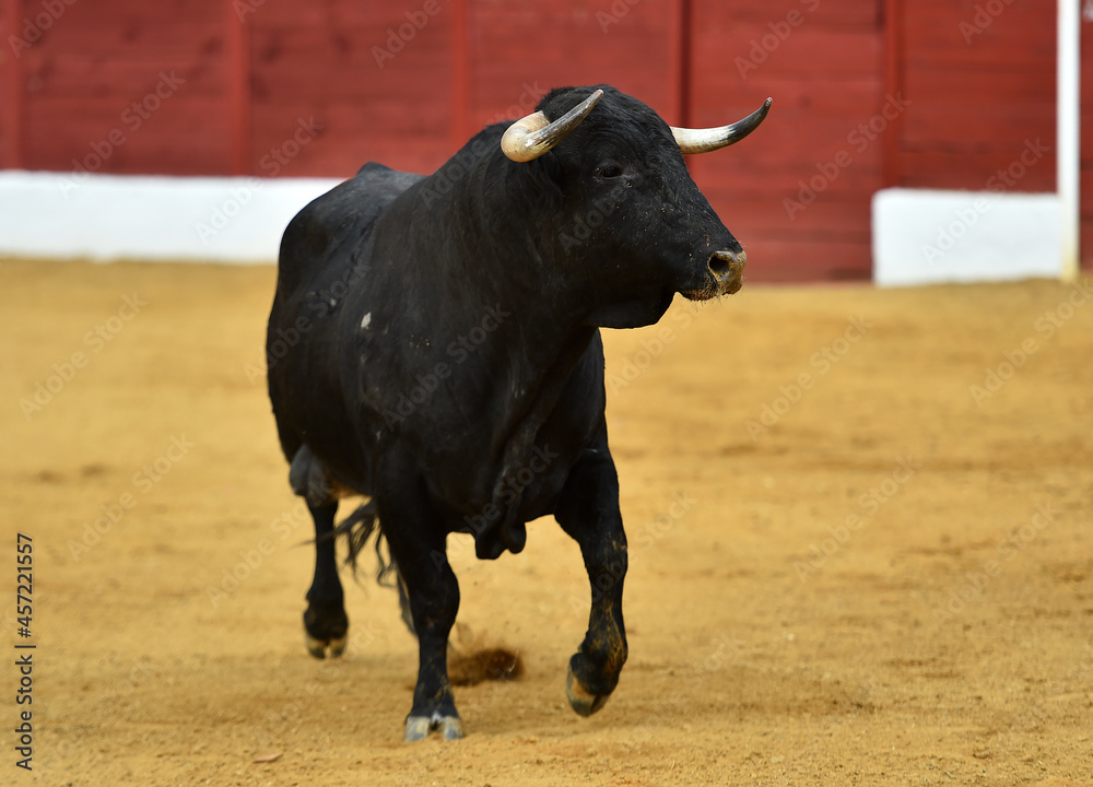 un toro bravo español con grandes cuernos en una plaza de toros en españa un toro bravo español con grandes cuernos en una plaza de toros en españa