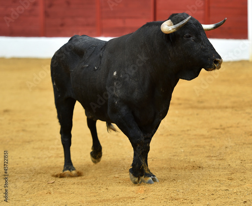un toro bravo español con grandes cuernos en una plaza de toros en españa