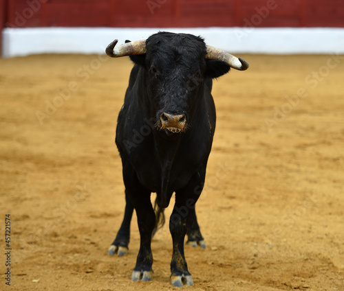 un toro bravo español con grandes cuernos en una plaza de toros en españa