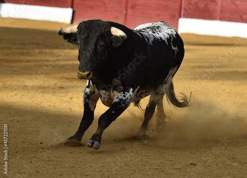 un toro bravo español con grandes cuernos en una plaza de toros en españa