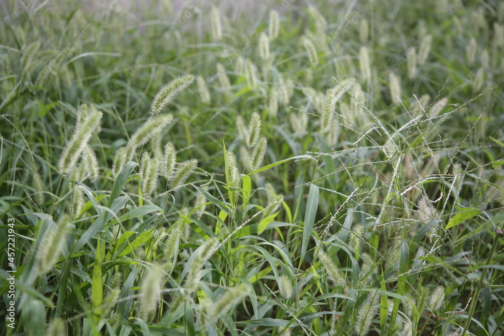 Obraz premium Green foxtail that grew in the field