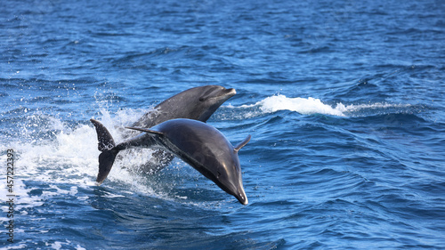 Foto dolphin jumping out of water, two dolphins jumping, bottlenose dolphin