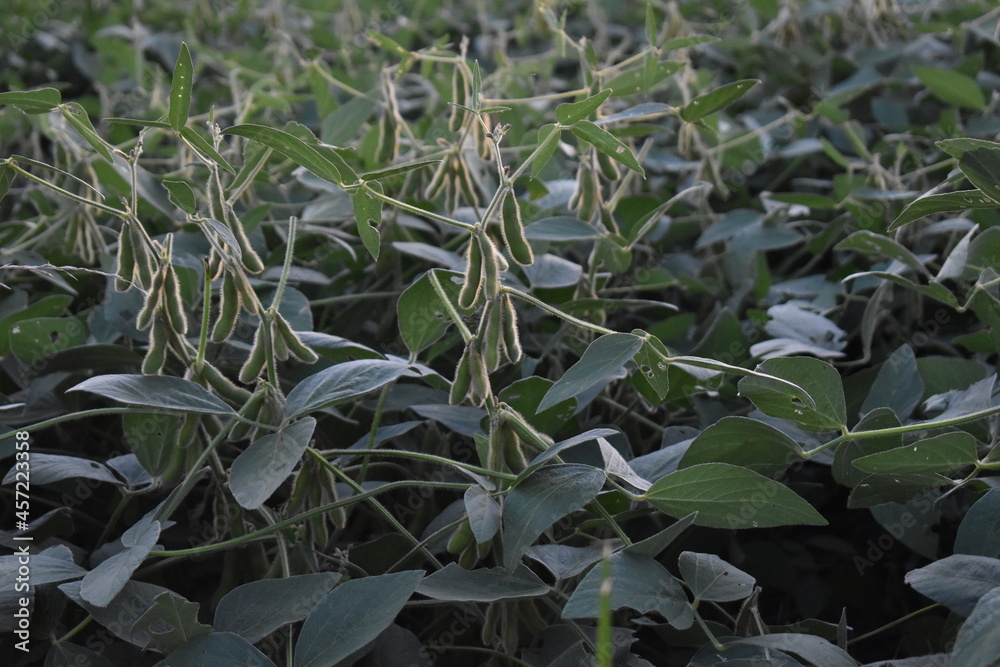 Obraz premium Soybean Plants