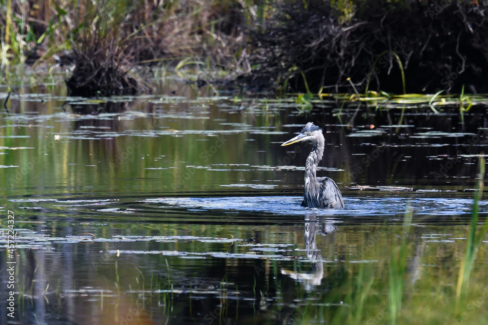 Great Blue Heron standing in a pond Great Blue Heron standing in a pond