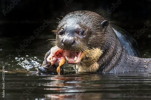 A giant otter (Pteronura brasiliensis) eats a fish in Yasuni National Park, Ecuador. photo