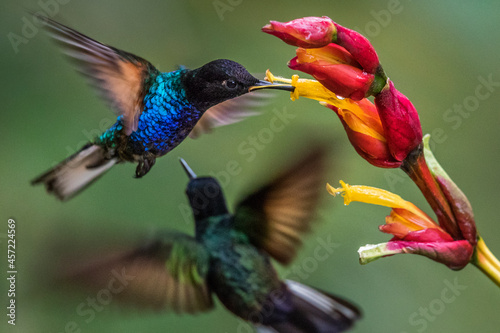 Hummingbirds in the wild in Ecuador. photo
