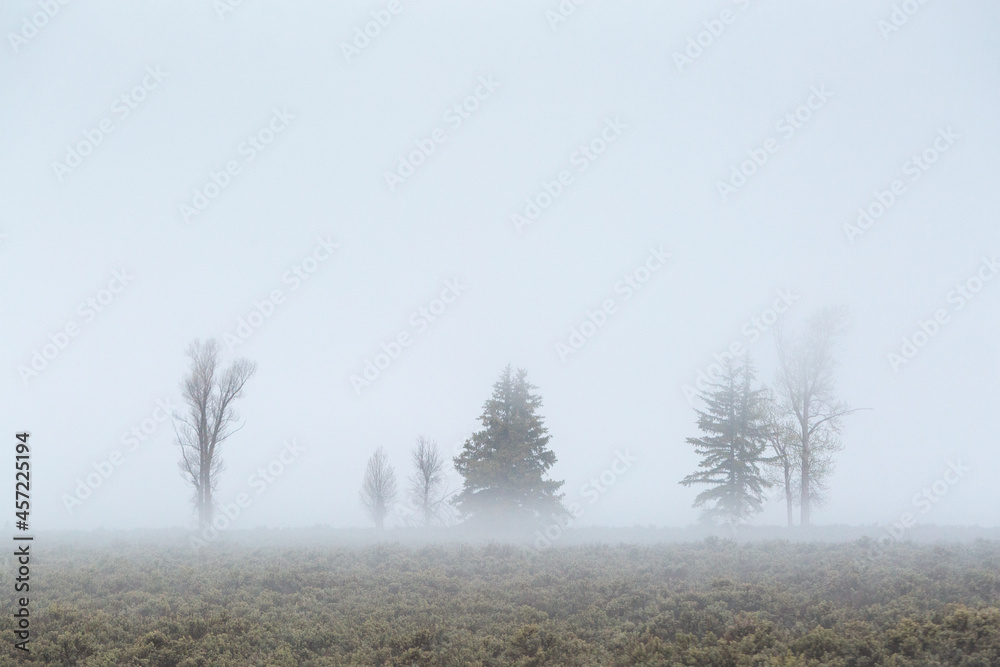A series of trees standing out in the fog on Antelope Flats. Grand Teton National Park, Wyoming A series of trees standing out in the fog on Antelope Flats. Grand Teton National Park, Wyoming