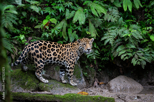 A wild jaguar stands in the rainforest.  Yasuni National Park, Ecuador. 