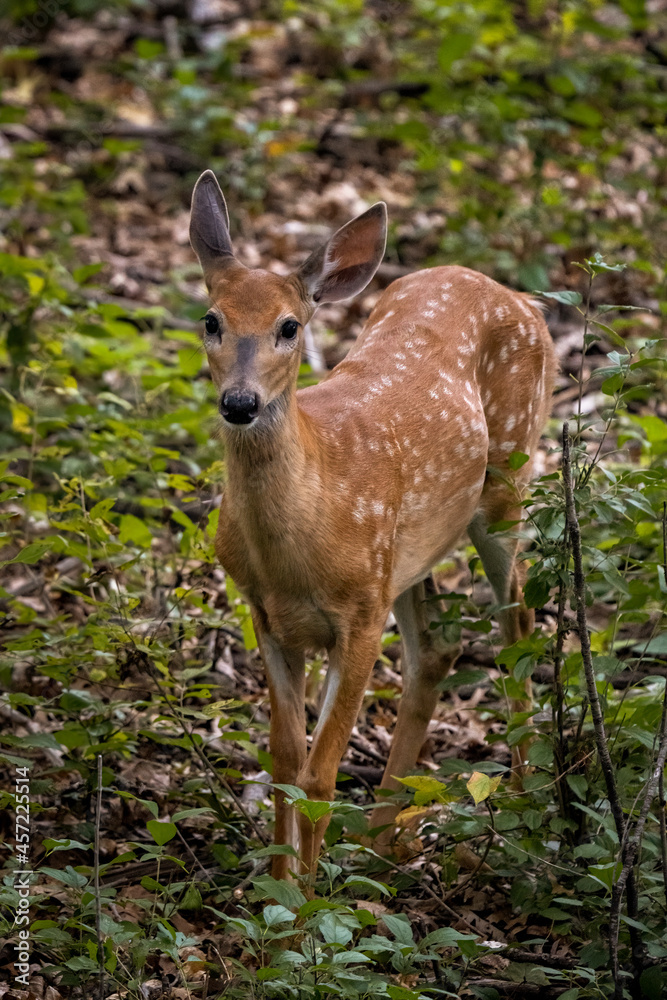 young deer fawn in the woods