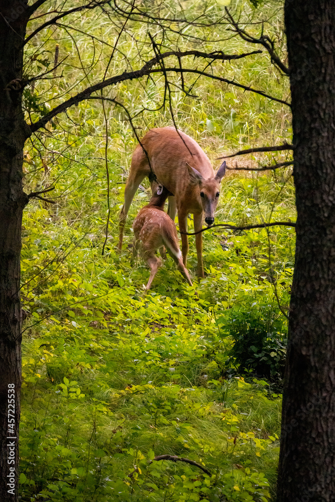 mother deer nursing its young fawn in the woods mother deer nursing its young fawn in the woods