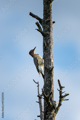 northern flicker standing on a vertical tree branch