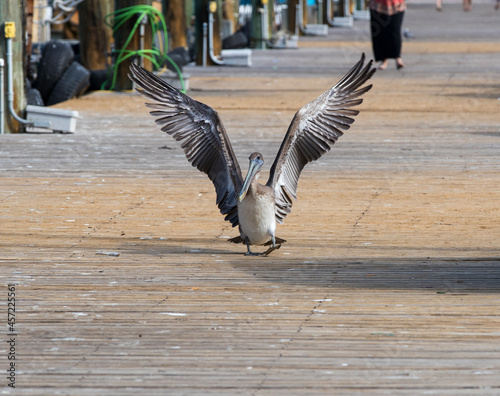 A Brown Pelican on a wharf. Taken in USA