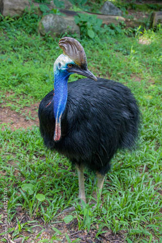 Southern cassowary is a large flightless black bird. 
 It is one of the three living species of cassowary, also is a ratite and therefore related to the emu, ostriches, rheas and kiwis