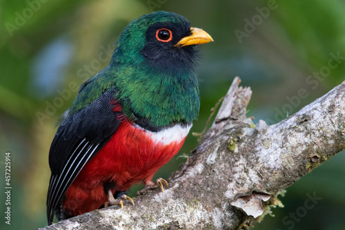 Bird in the wild in Ecuador. photo