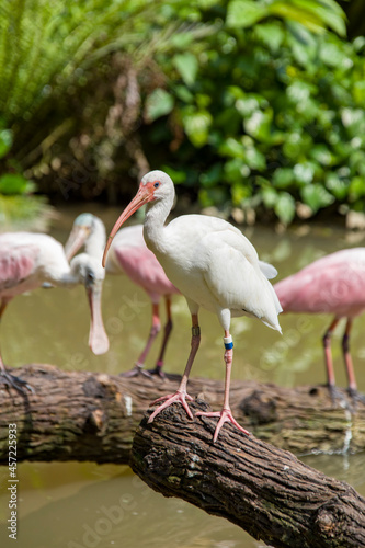 The American white ibis (Eudocimus albus) is a species of bird in the ibis family, a medium-sized bird with an overall white plumage, bright red-orange down-curved bill and long legs.