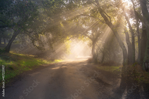 Fog lifts along a dirt road in the hills of Silicon Valley, California photo