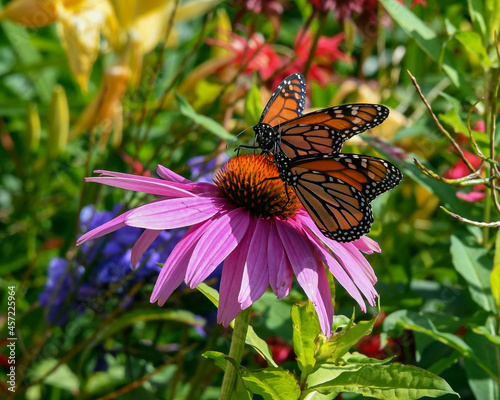 Canvastavla 2 Monarch butterflies sharing a pink cone flower in a garden