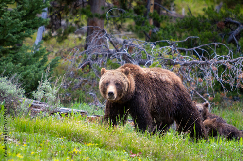 grizzly bear guarding her four cubs by standing in front of them. Grand Teton National Park, Wyoming photo