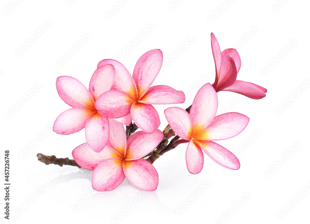 Frangipani flower isolated on white background Frangipani flower isolated on white background