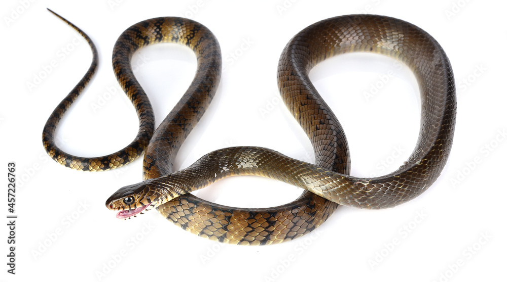 Snake isolated on white background Snake isolated on white background