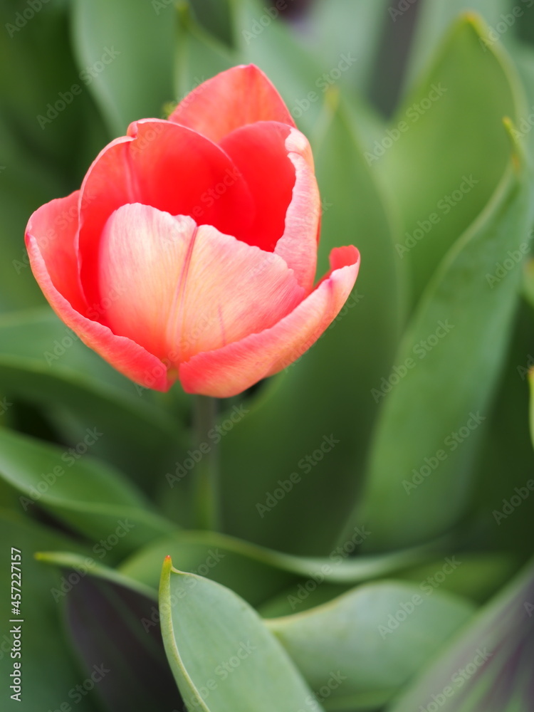 花壇に咲く一輪の赤いチューリップ