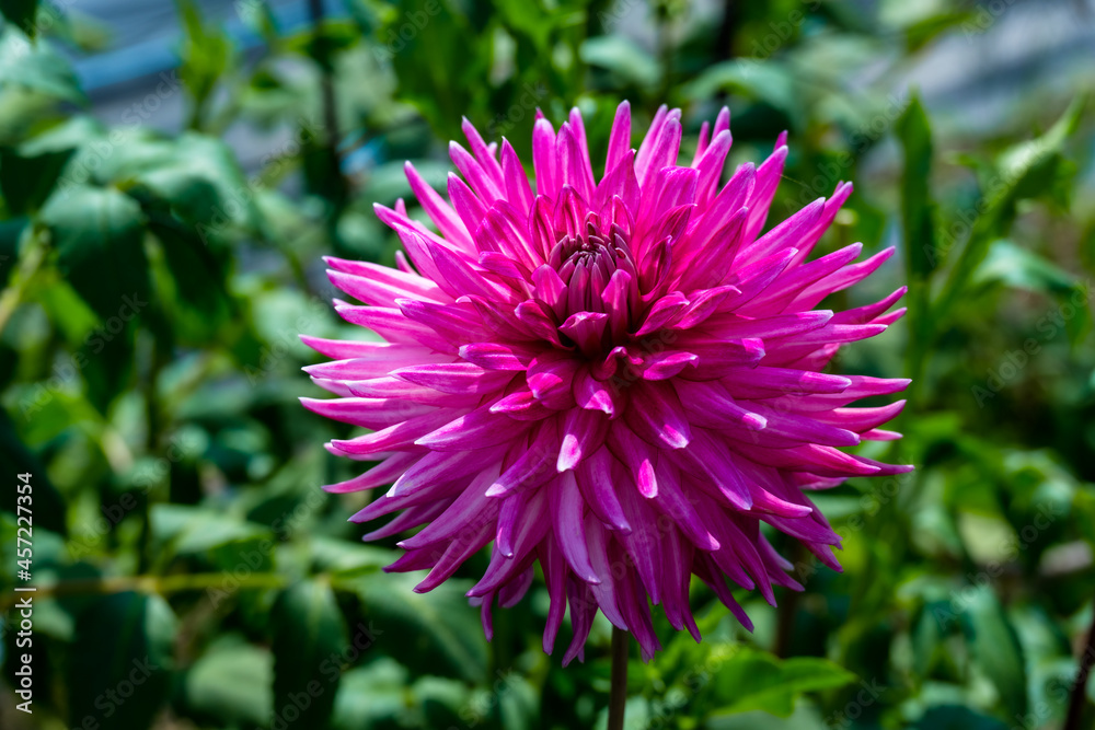 Fototapeta premium ダリア