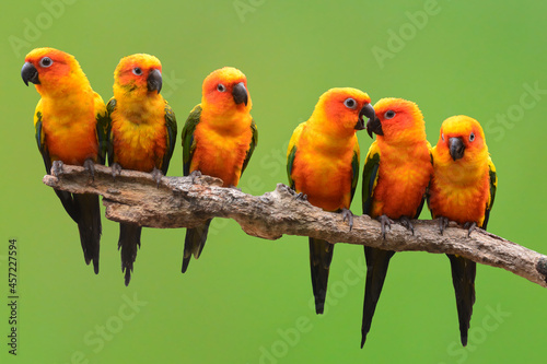 Sun Conure Parrot bird © thawats