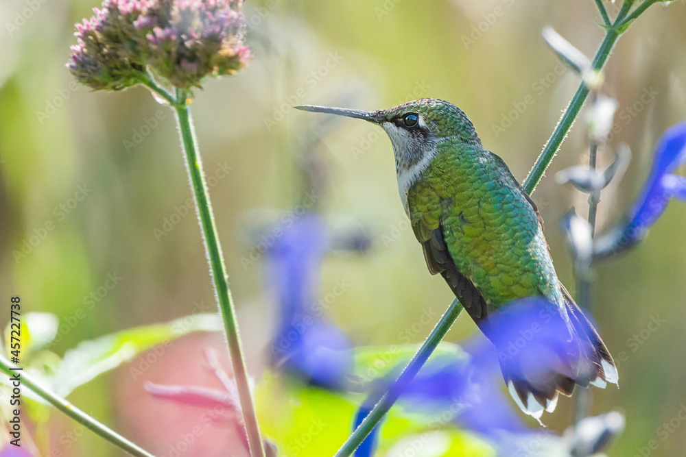 A hummingbird is enjoying a sunny day on a flower tree stem A hummingbird is enjoying a sunny day on a flower tree stem