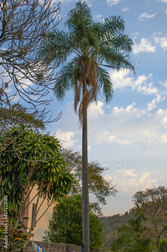Fototapeta Naklejka Na Ścianę i Meble -  palmeira, céu, árvore, tropical, paisagem