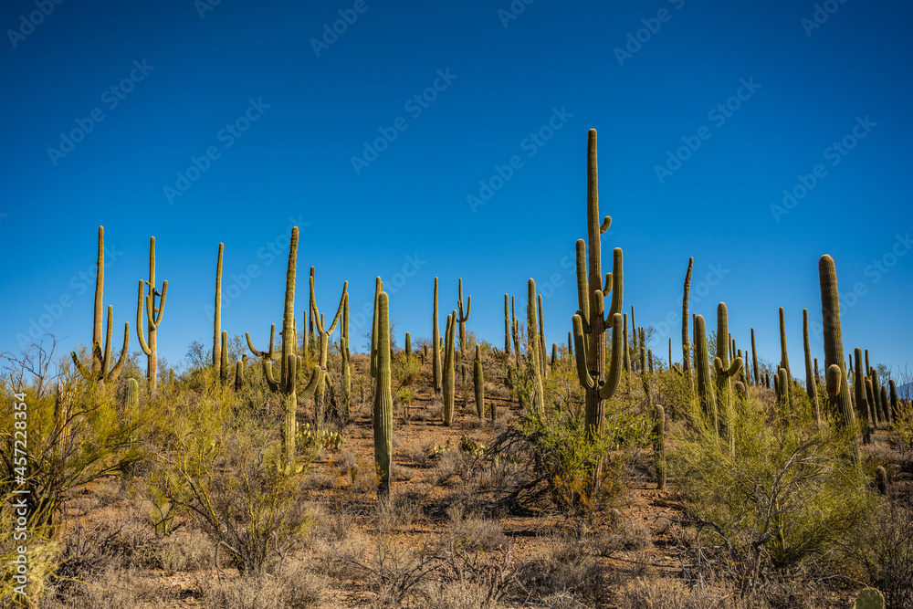 Thick Grouping of Saguaro Cactus On Hillside