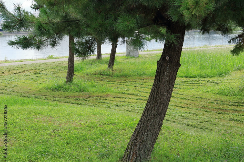 公園の草刈り