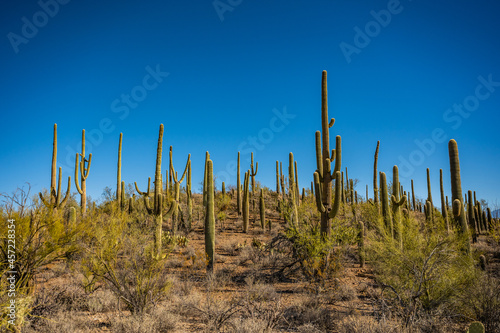 Thick Grouping of Saguaro Cactus On Hillside