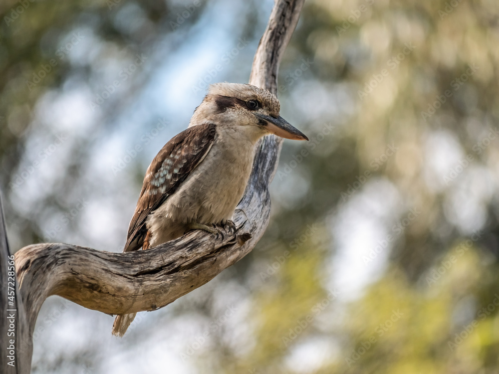 Fototapeta premium Kookaburra In Crook