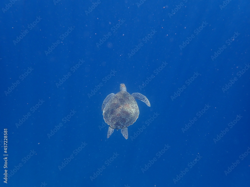 Obraz premium インドネシア ギリ・トラワンガンの亀