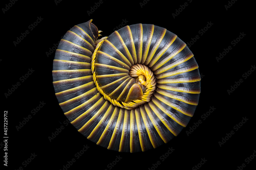 Obraz premium A spiraled millipede 
