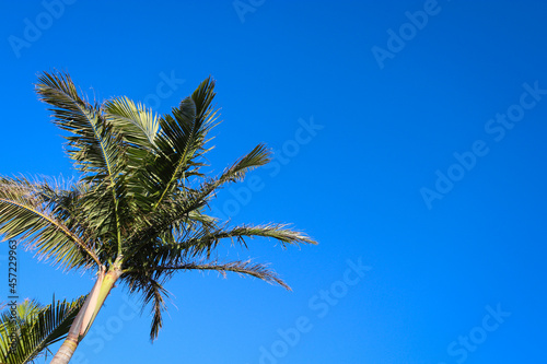 palm tree against blue sky