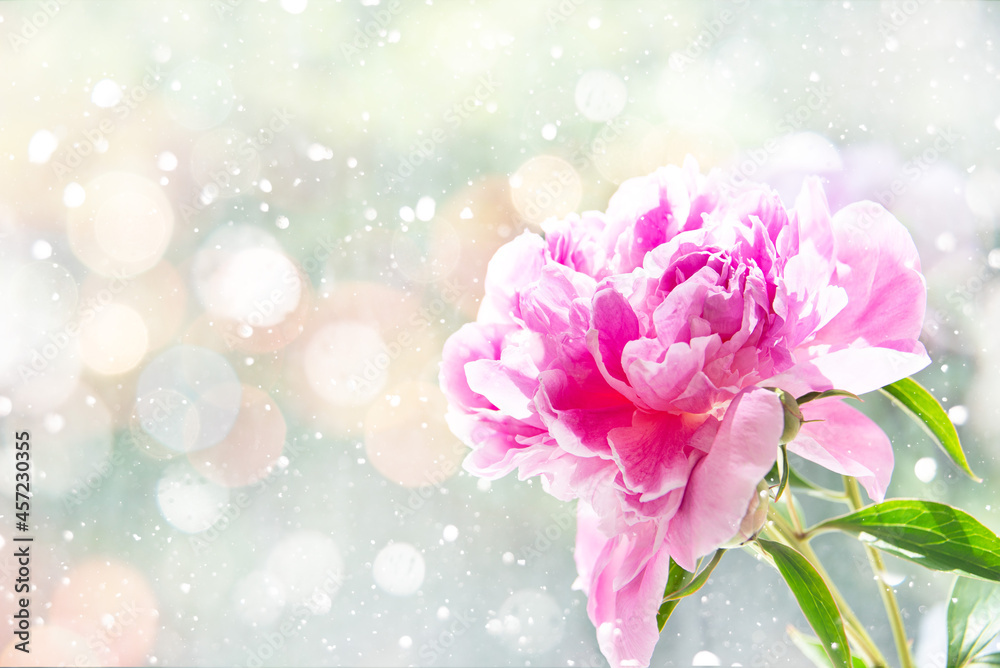 Close up of a peony flower lit by the sun.