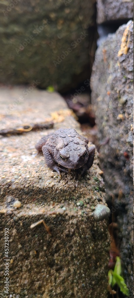 toad on concrete step