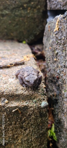 toad on concrete step