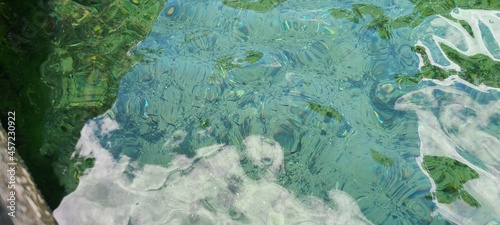 minnows in fresh water