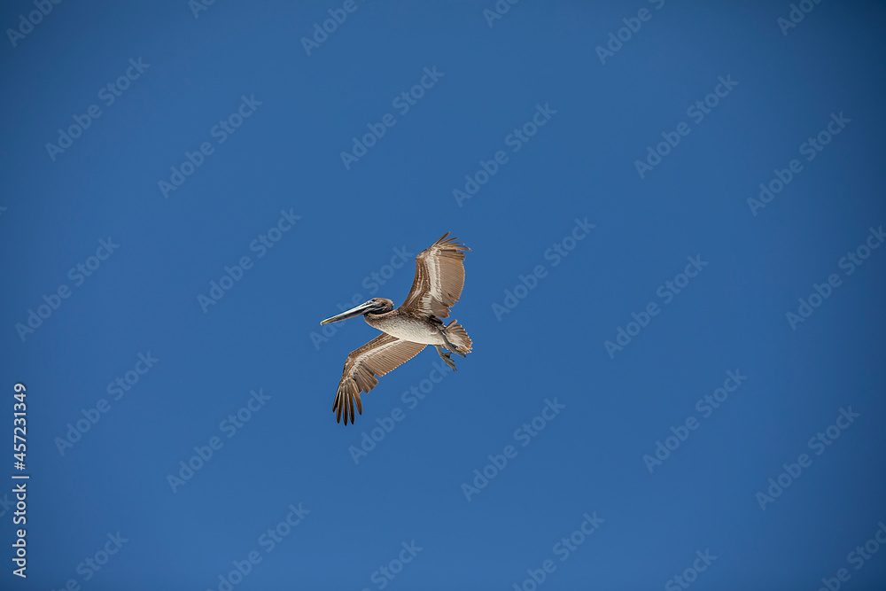 pelican in flight