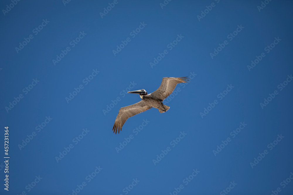 pelican in flight