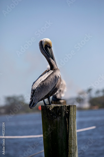 pelicans on the pier © Zydre
