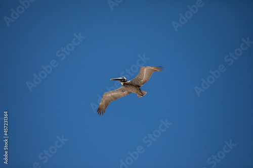 pelican in flight