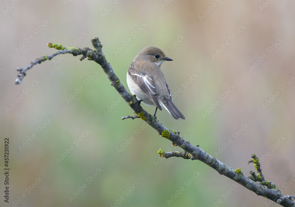 Pied Flycatcher (Ficedula hypoleuca) female isolated on branch on migration in Portugal Pied Flycatcher (Ficedula hypoleuca) female isolated on branch on migration in Portugal