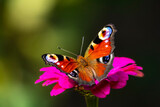 Peacock butterfly drinks nectar while sitting on a pink flower close-up on a dark background.