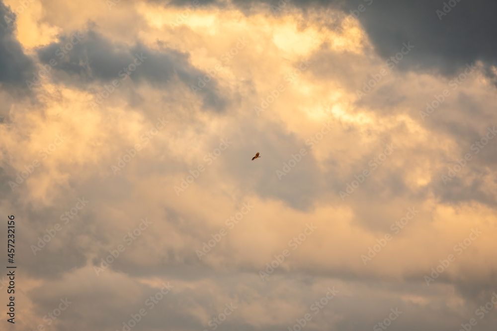 Bird of prey Black kite flying in the cloudy sunset sky