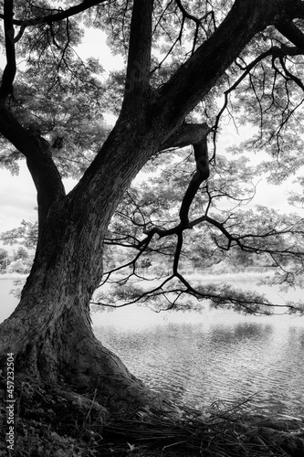 Beautiful big tree extend branch above the water surface. Black and white image.