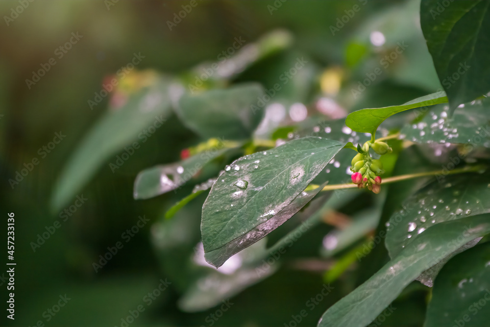 Branch of rose leaves with water drop Branch of rose leaves with water drop